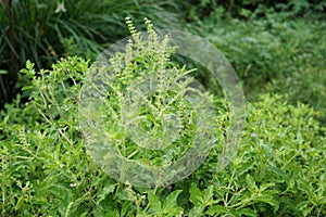 Thai basil or sweet basil scientific name Ocimum basilicum,Pan right of thai Lemon basil plants organic vegetable acreage herb o