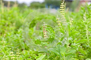 Thai basil or sweet basil in the garden