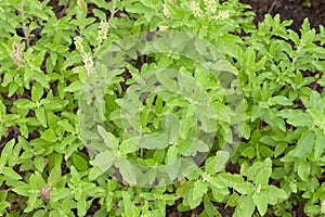 Thai basil or sweet basil in the garden