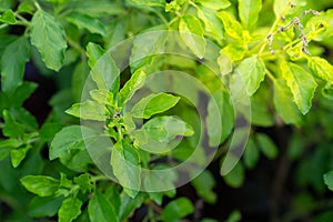 Thai basil is a type of basil native to Southeast Asia. its flavor, described as anise- and licorice-like