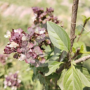 Thai Basil Uses