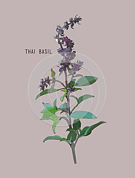 Thai basil vector.