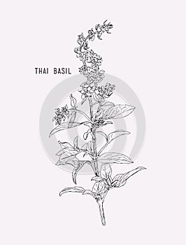 Thai basil vector.