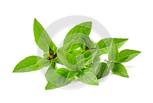 Thai basil on white background