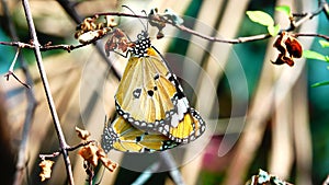 Thai beautiful butterfly on meadow flowers nature outdoor