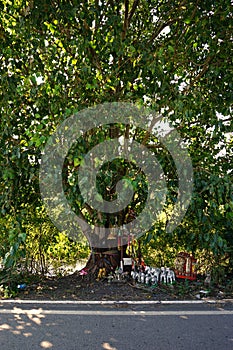 Thai believe in the peepul tree