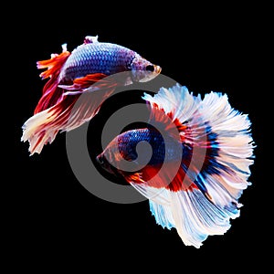 Thai Betta fighting fish battle