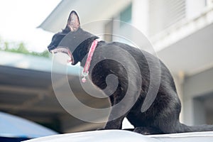 Thai black color cat open wide mouth yawn