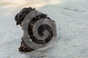 Thai black stray dog on floor