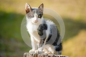 Thai black and white cat two colored eyes in the garden