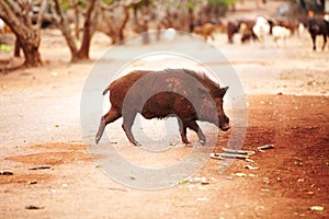 Thai boar trotting around. Wild Thai boar trotting over the road.