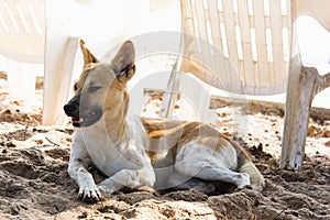 Thai breed dogs have brown short hair, black mouth, erect ears. Was sitting on the beach, facing to the left
