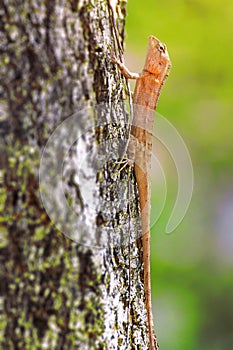 Thai brown chameleon on tree. close up, blur nature background