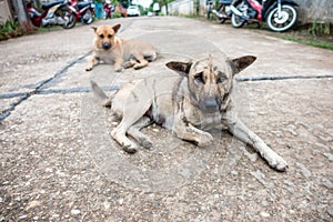 Thai brown dog