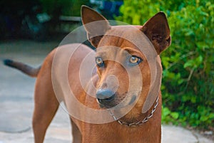 Thai brown dog is expressing emotion coldly