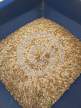 Thai brown rices are in from the paddy separator machine. In rice milled