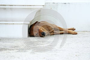 Thai brown stray dog is sleeping