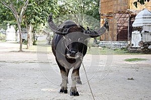 Thai Buffalo