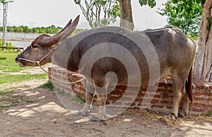 Thai Buffalo