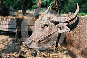 Thai Buffalo, Close up of an african cape buffalo in a docile resting state, black water buffalo in the fields.
