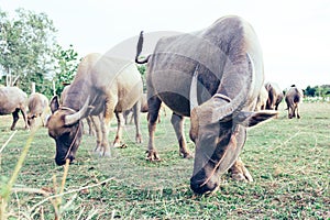 Thai buffalo close up and buffalo family