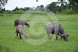 Thai buffalo eating on the grass field.