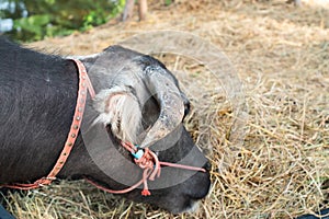 Thai Buffalo eating hay in farm natural