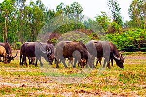 Thai buffalo