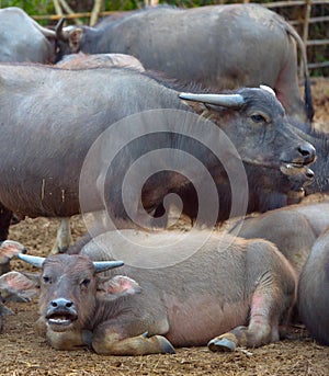 Thai buffalo herd