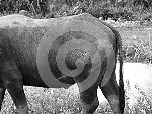 Thai buffalo horn animal mammal near the road side with nature.