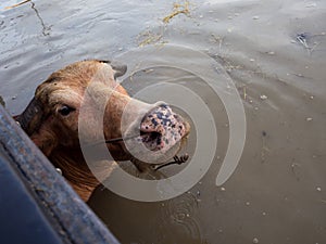 Thai buffalo injoys in lake photo