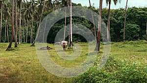 Thai buffalo in the pasture eats grass in the rain. Cow in the meadow. The camera slowly zooms in on the animal.