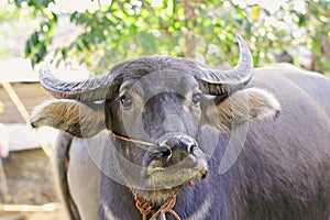 Thai buffalo portrait.