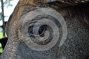 Thai buffalo portrait , Close up portrait of cape buffalo head