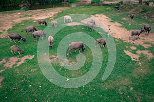 Thai buffalo stained in the green grass fields. Top View