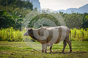Thai buffalo standing in a grass field at Phang Nga, Thailand
