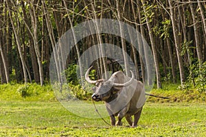 Thai buffalo standing in a grass field at Phang Nga, Thailand