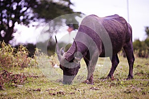 Thai Buffalo,Thailand