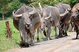 Thai buffalo walk