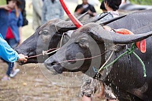 Thai buffalo,water buffalo
