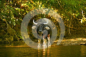 Thai buffalo photo