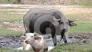 Thai buffalo and white buffalo are bathed in mud