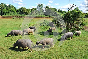 Thai buffaloes are grazing in a field