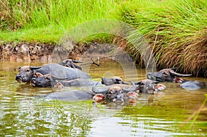 Thai buffalos in swamp