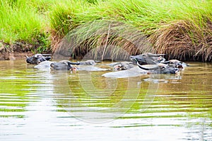 Thai buffalos in swamp