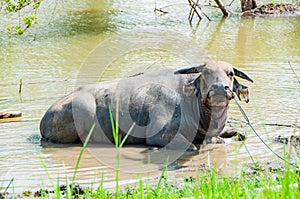 Thai buffalos in swamp