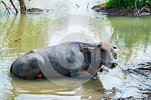 Thai buffalos in swamp