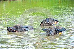 Thai buffalos in swamp