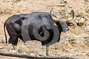 Big Gaur Bos gaurus