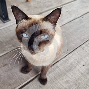 Thai cat with blue eyes and bored face, funny cat